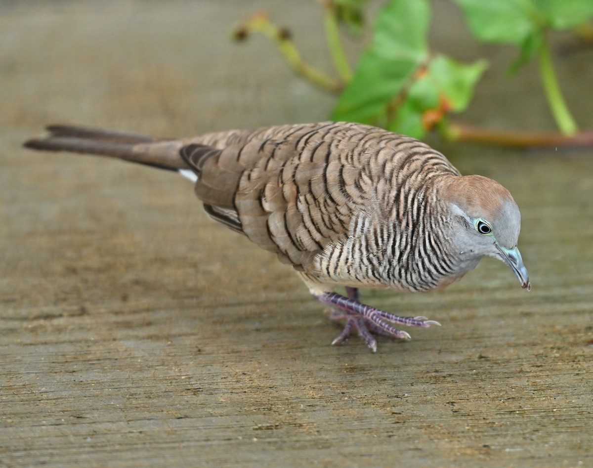 Zebra Dove - ML645205543