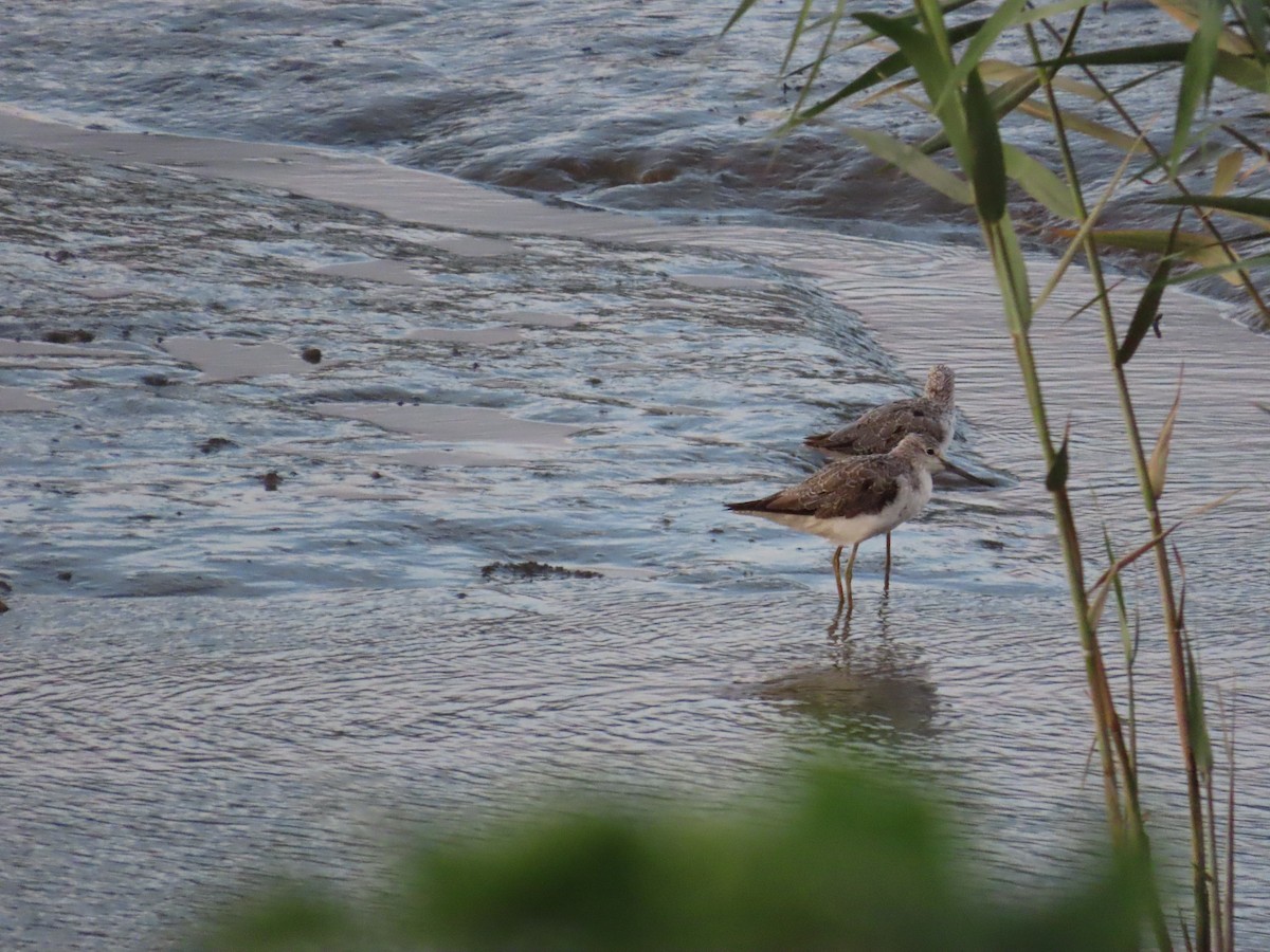 Common Greenshank - ML645205544