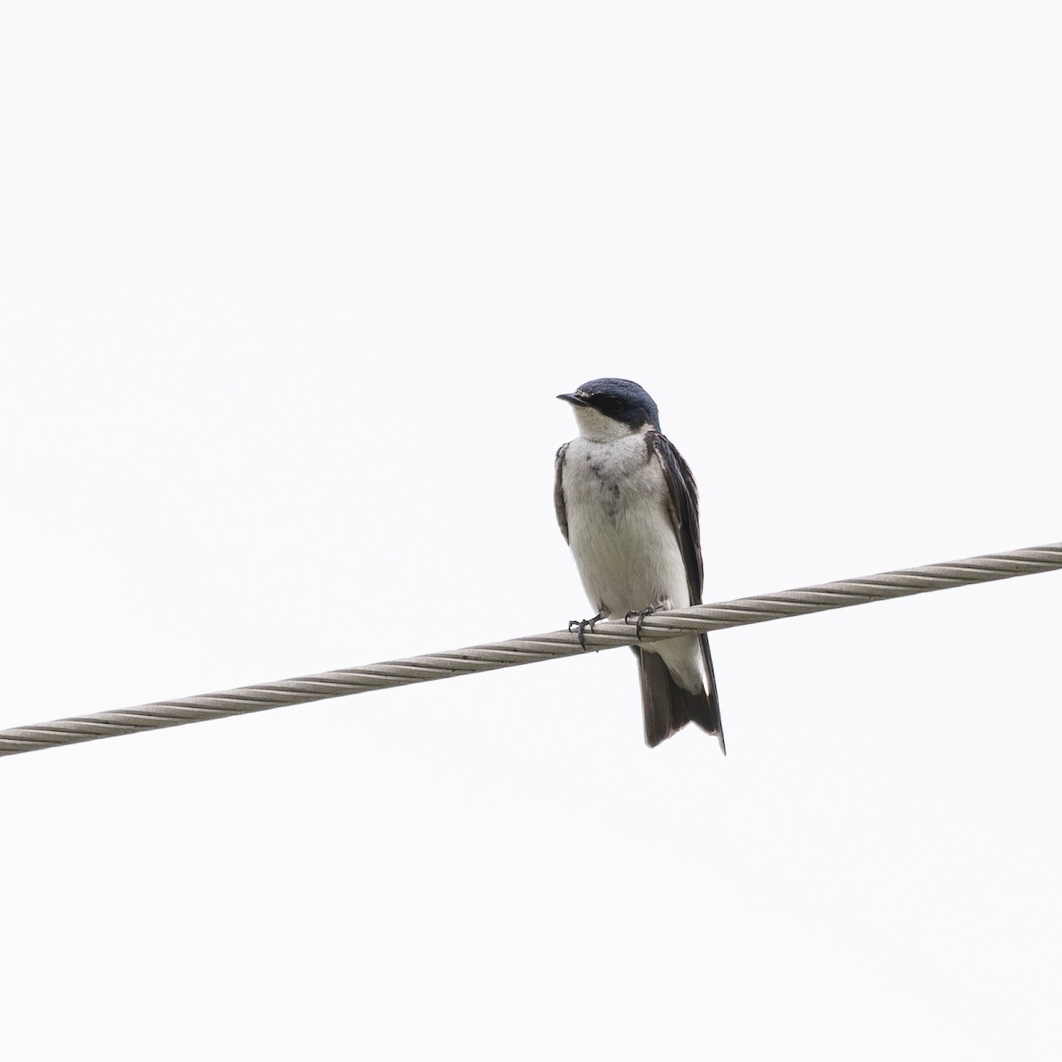 Golondrina Cejiblanca - ML645205546