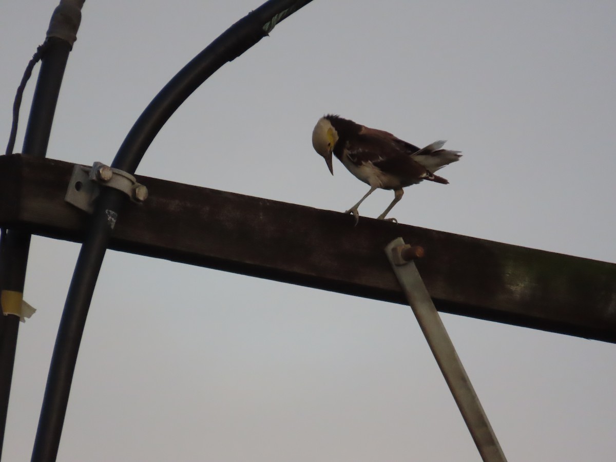 Black-collared Starling - ML645205547