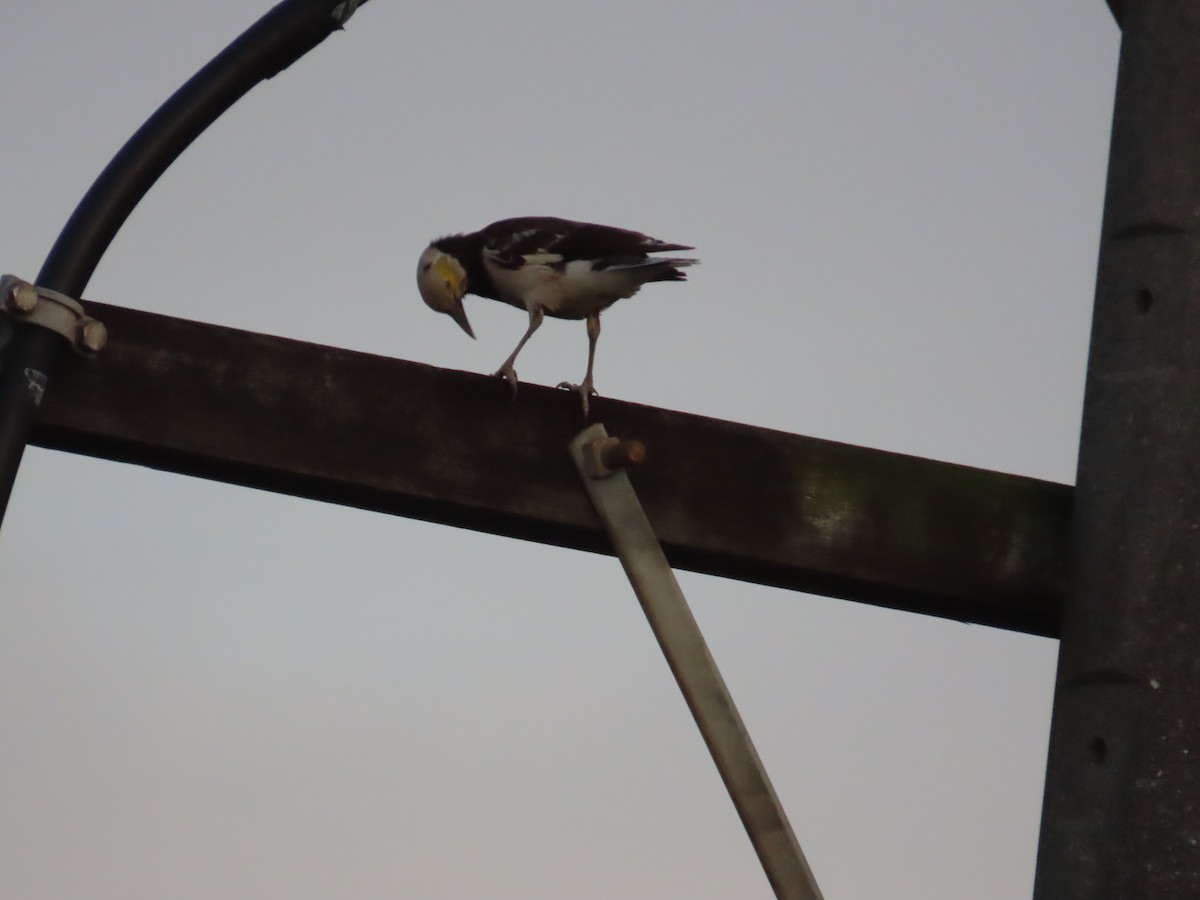 Black-collared Starling - ML645205548