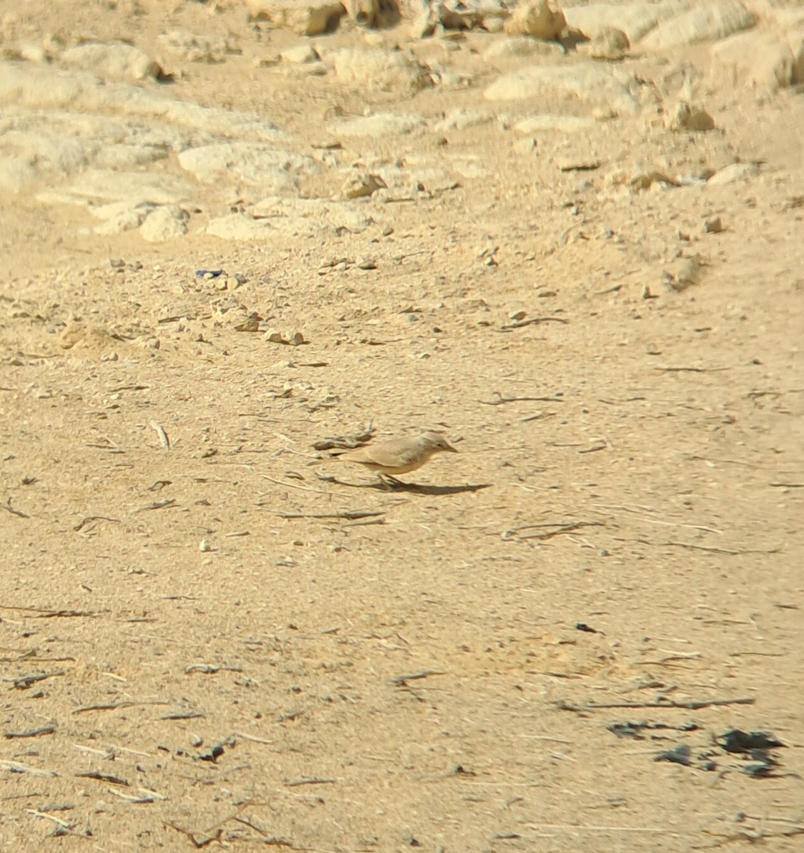 Desert Lark - ML645205549