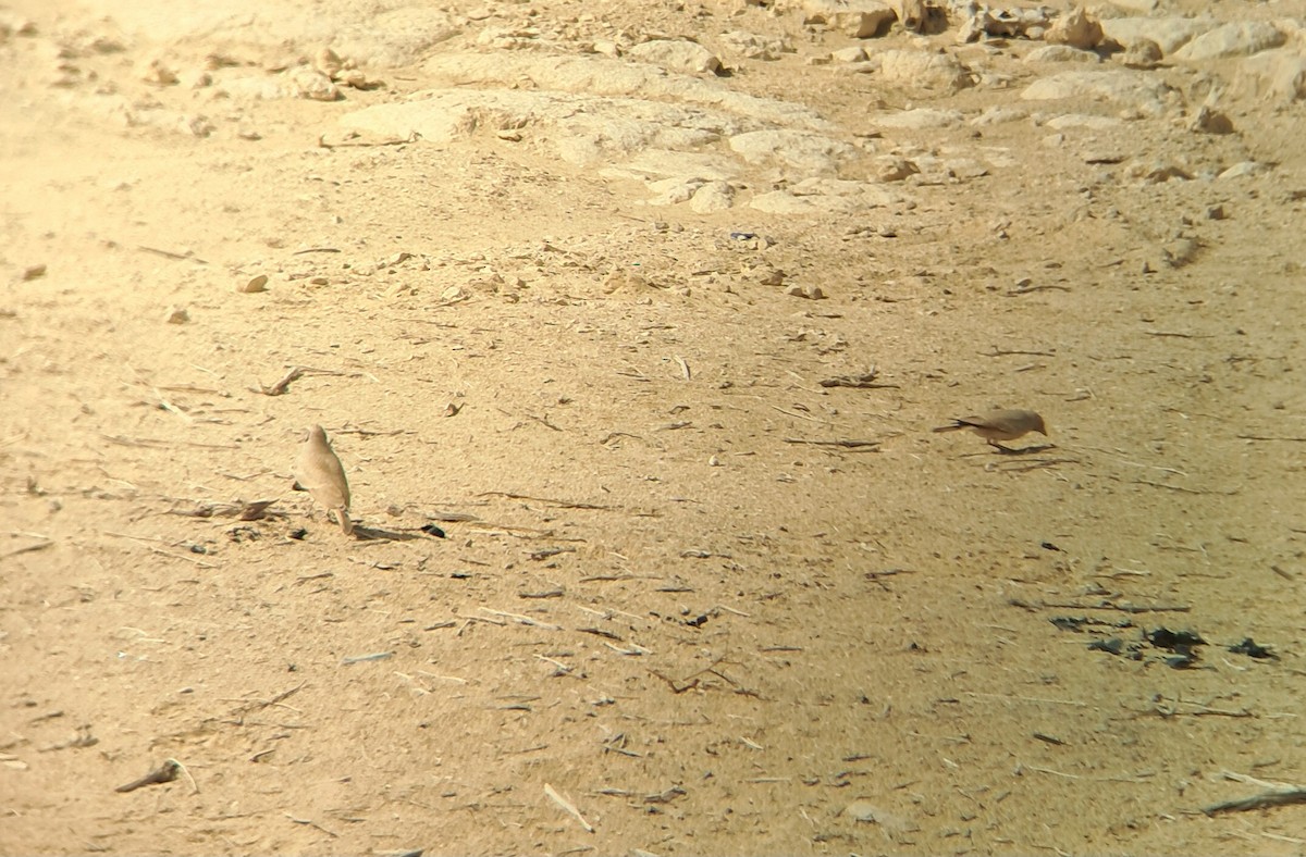 Desert Lark - ML645205550