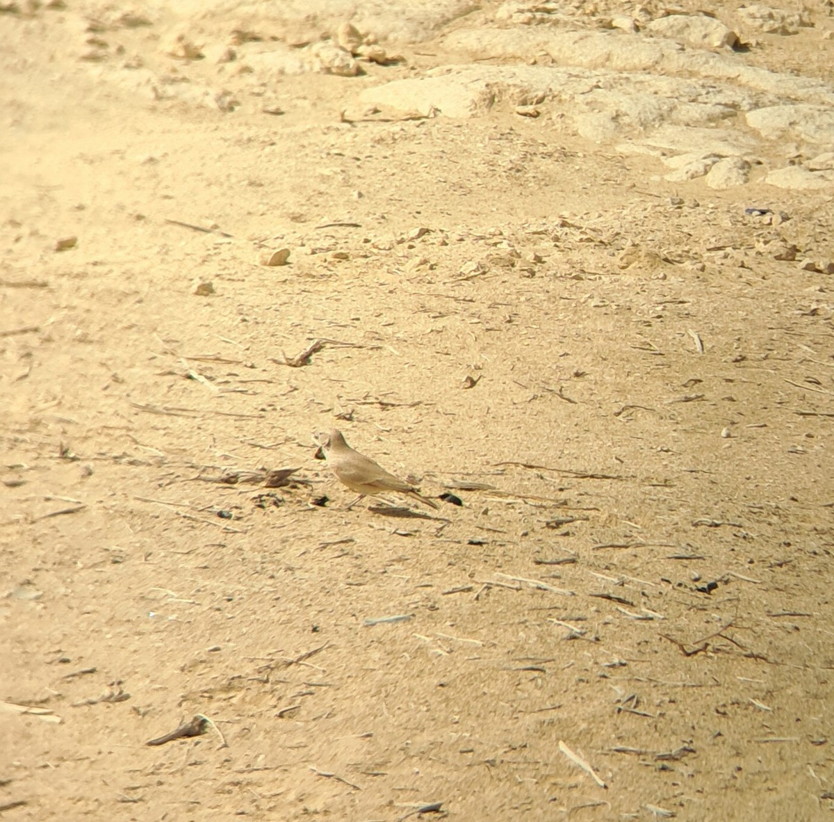 Desert Lark - ML645205551