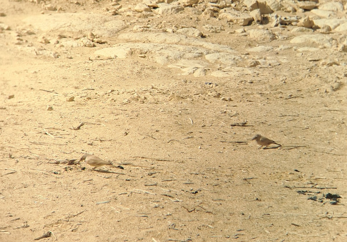 Desert Lark - ML645205552