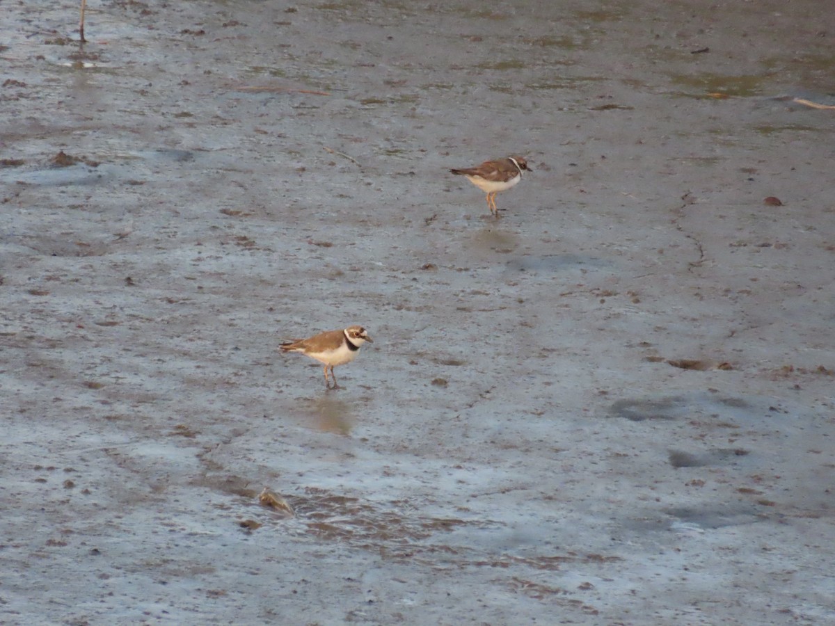Little Ringed Plover - ML645205553