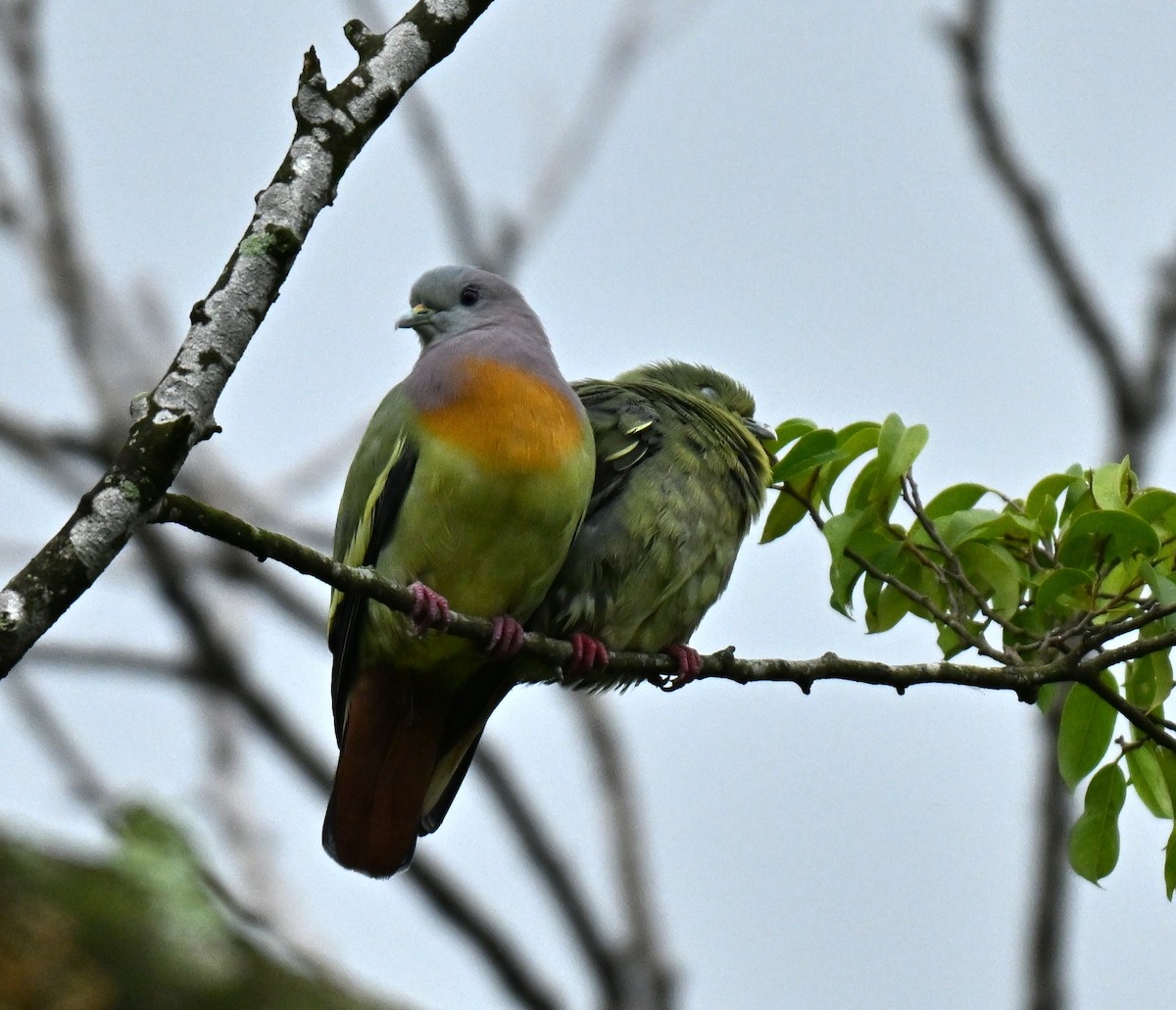 Pink-necked Green-Pigeon - ML645205554