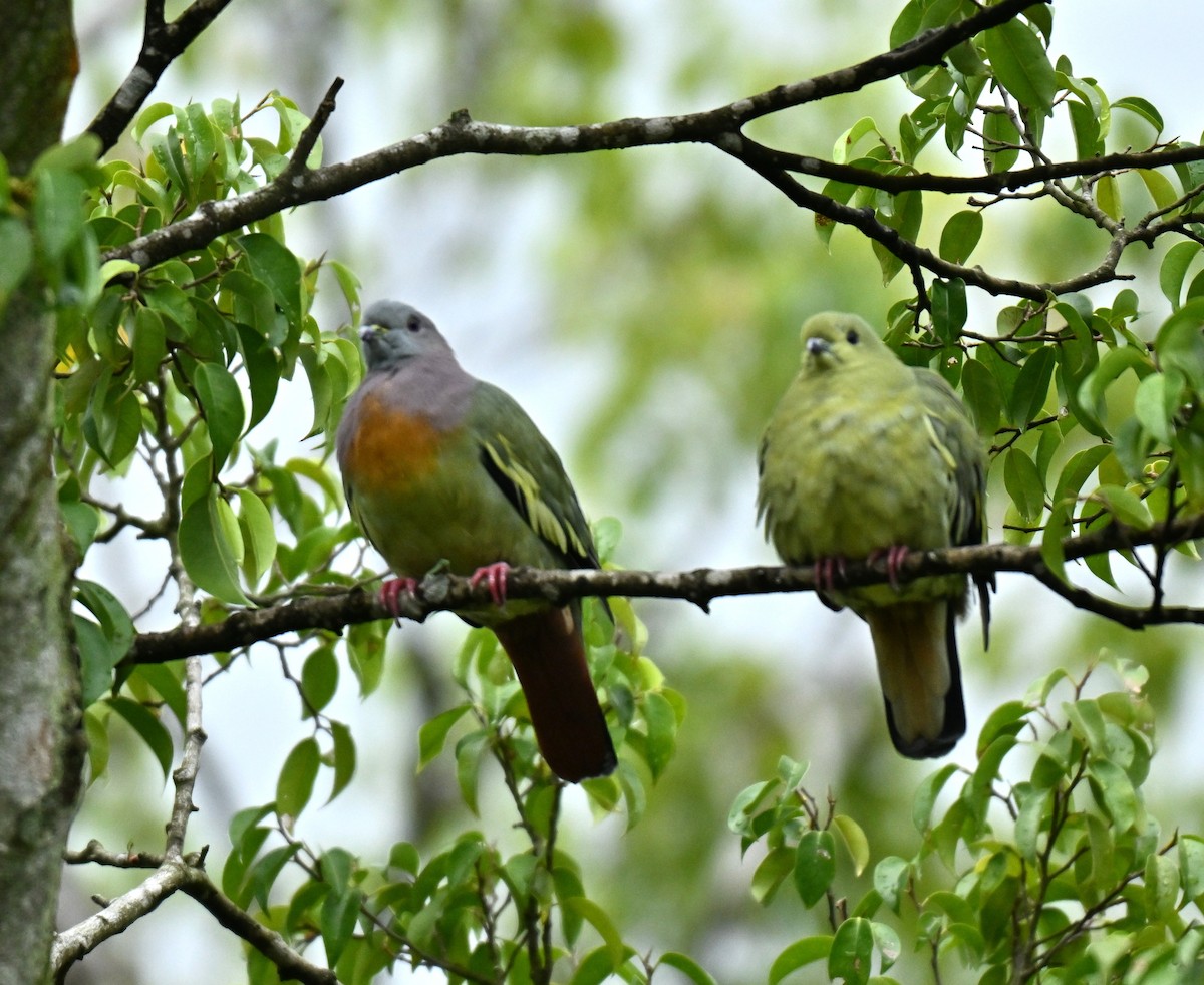 Pink-necked Green-Pigeon - ML645205555