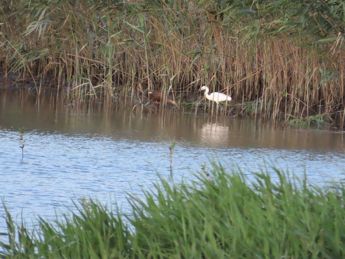 Eastern Spot-billed Duck - ML645205556