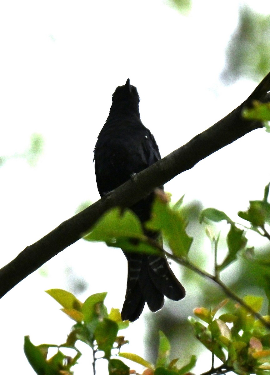 Square-tailed Drongo-Cuckoo - ML645205557