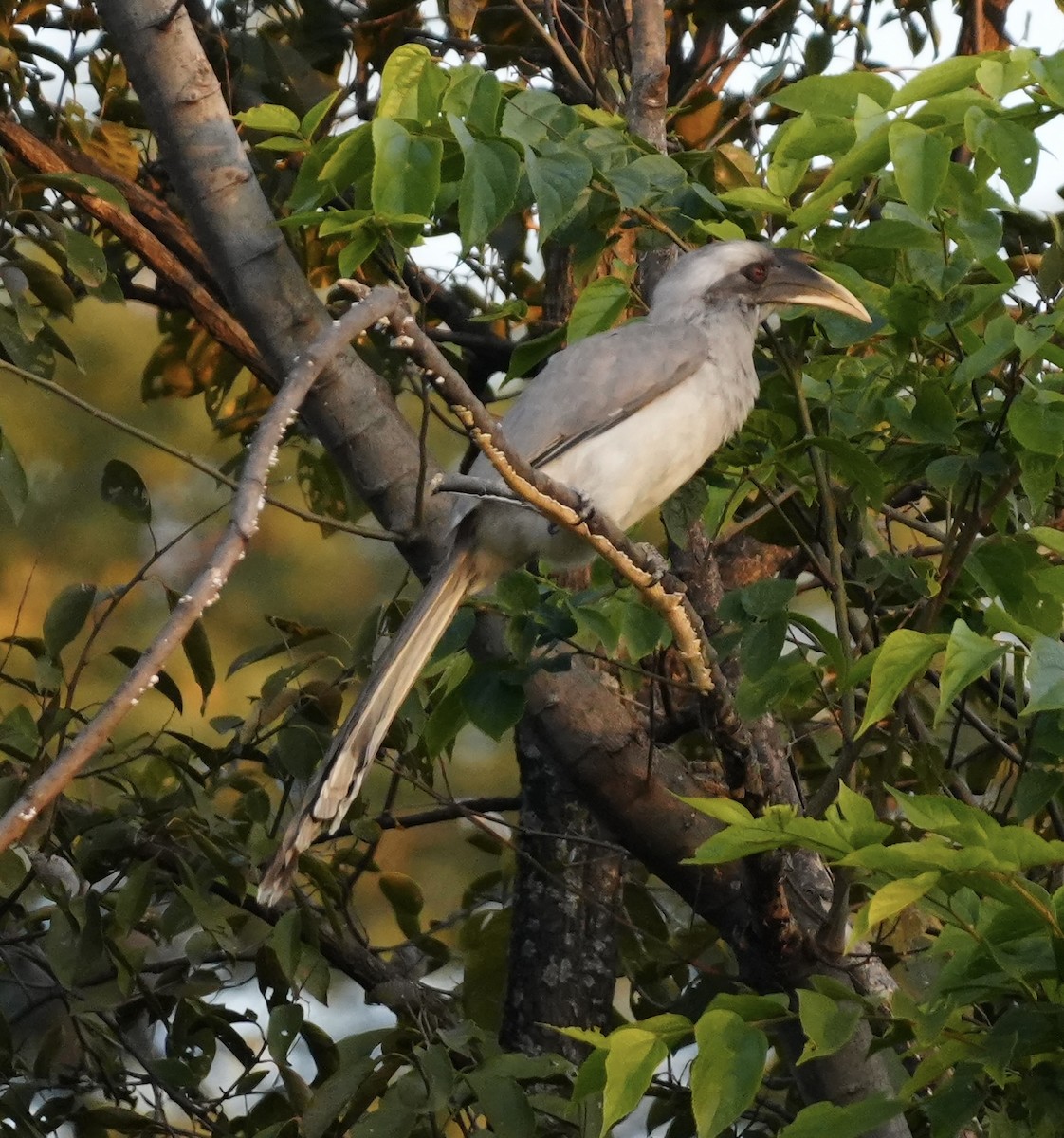 Indian Gray Hornbill - ML645205558
