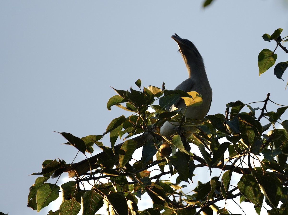 Indian Gray Hornbill - ML645205559