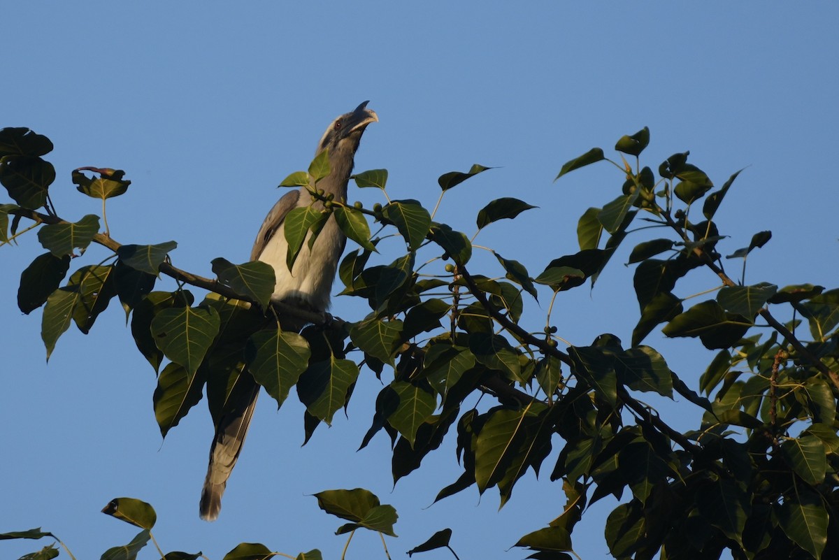 Indian Gray Hornbill - ML645205560