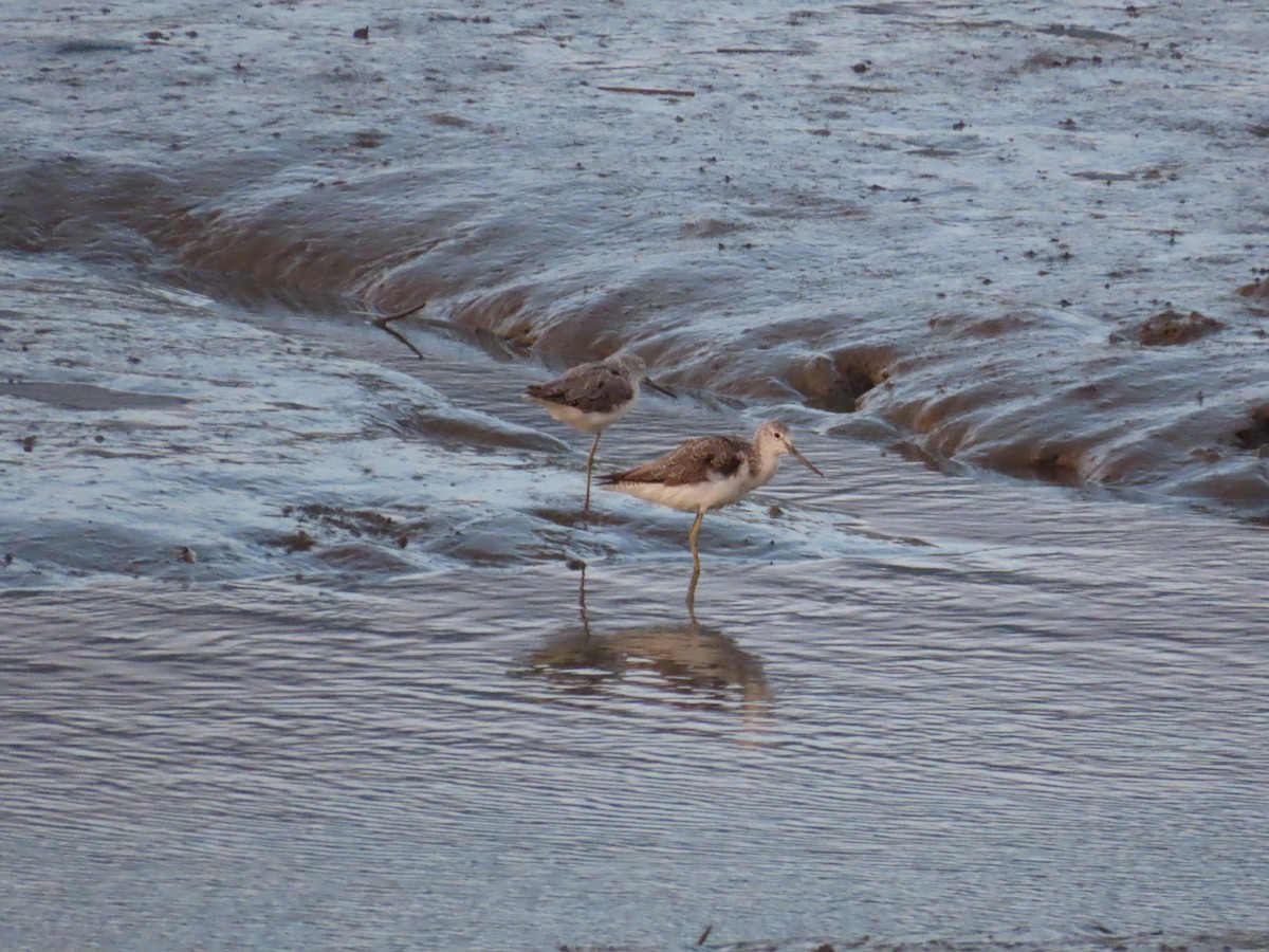Common Greenshank - ML645205561