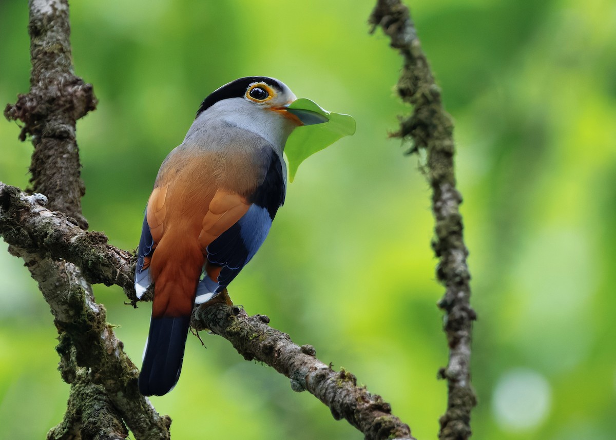 Silver-breasted Broadbill - ML645205562