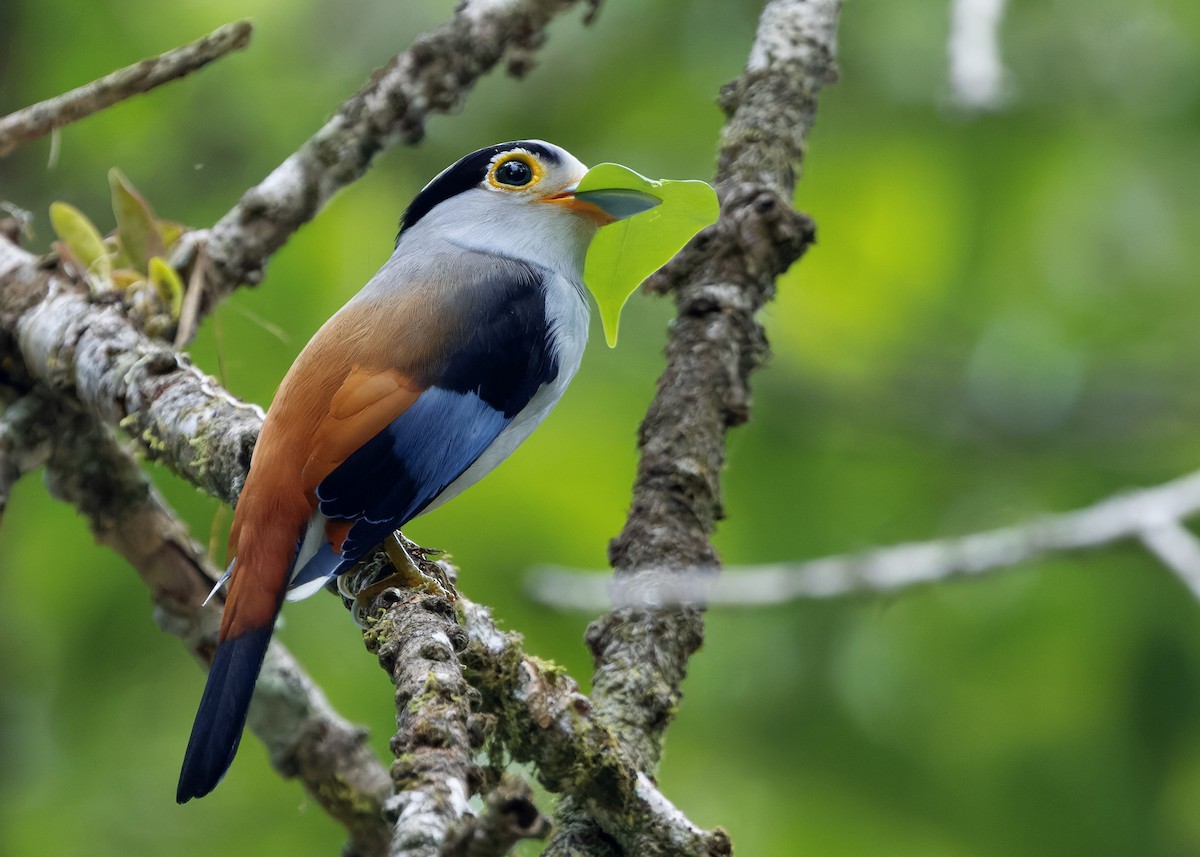 Silver-breasted Broadbill - ML645205563