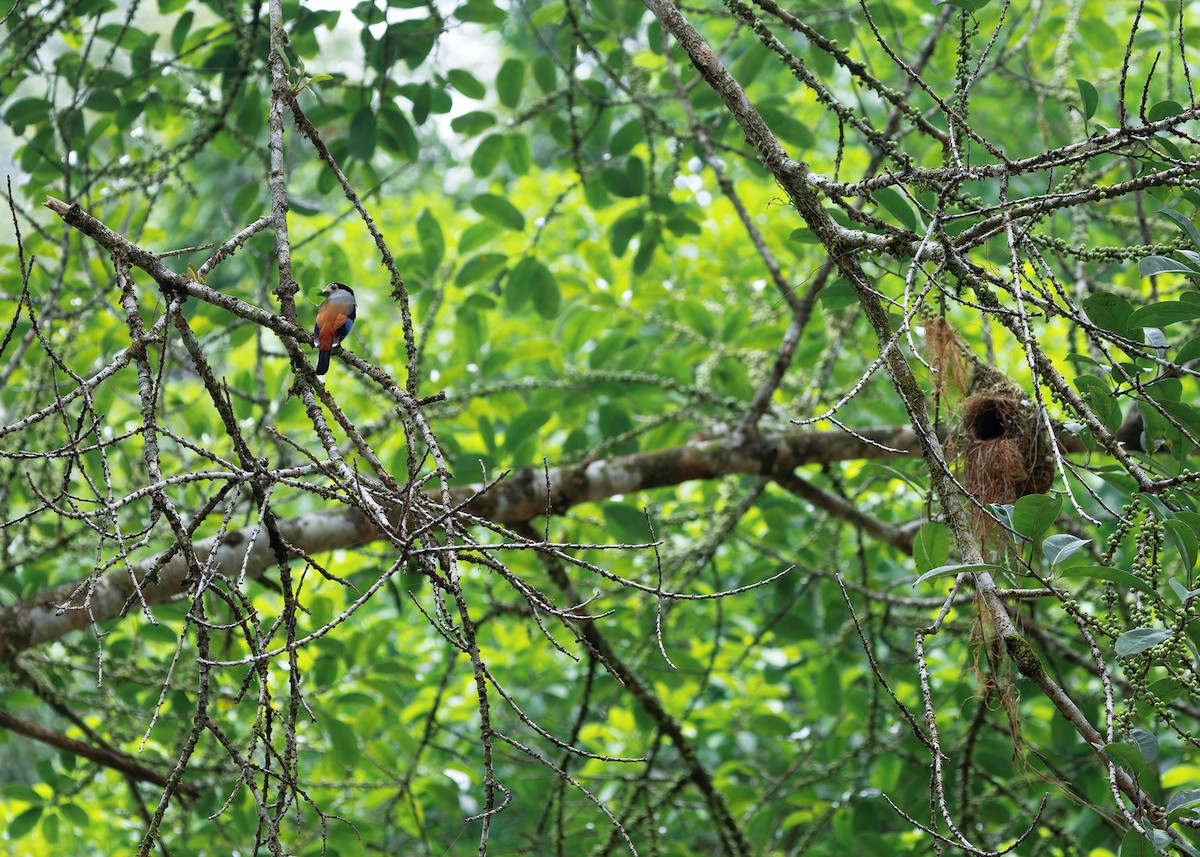 Silver-breasted Broadbill - ML645205564