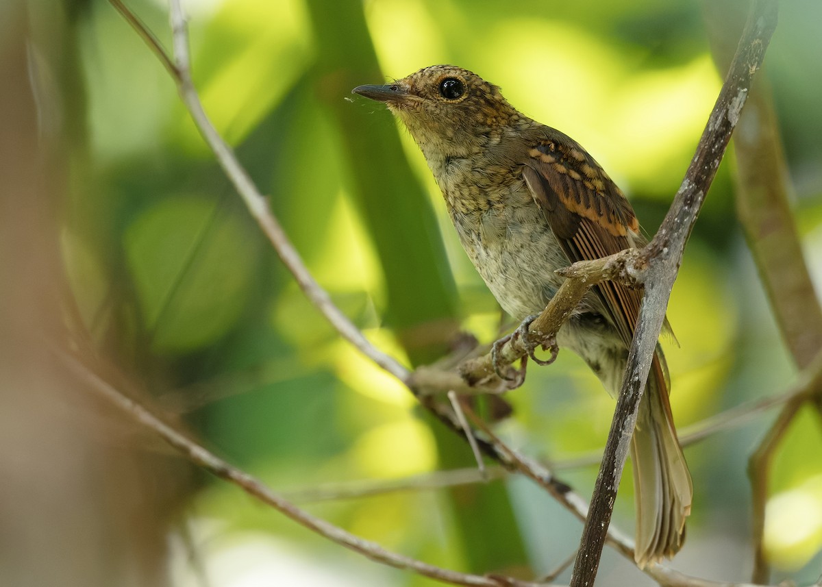 Pale Blue Flycatcher (Hartert's) - ML645205573