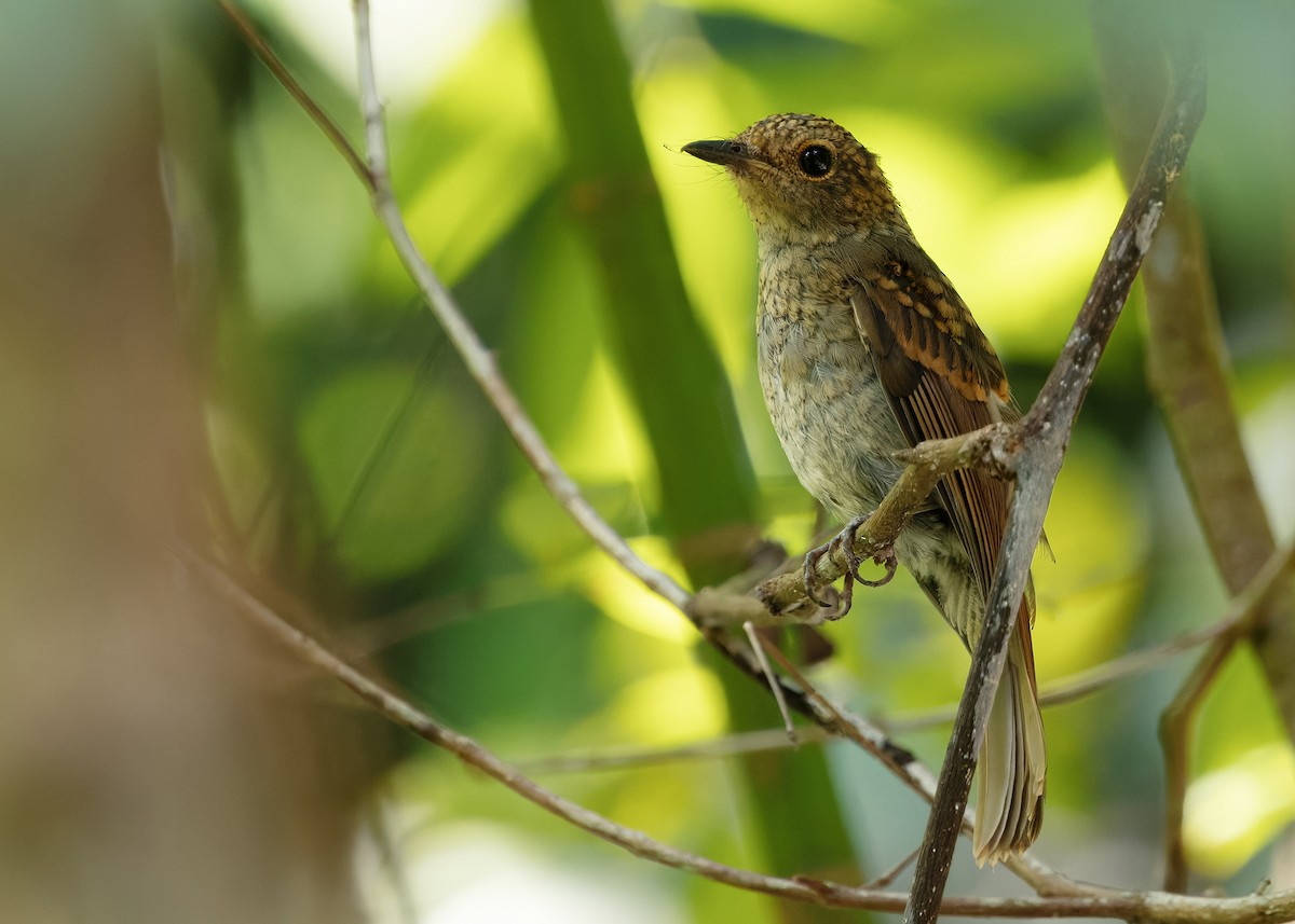 Pale Blue Flycatcher (Hartert's) - ML645205574