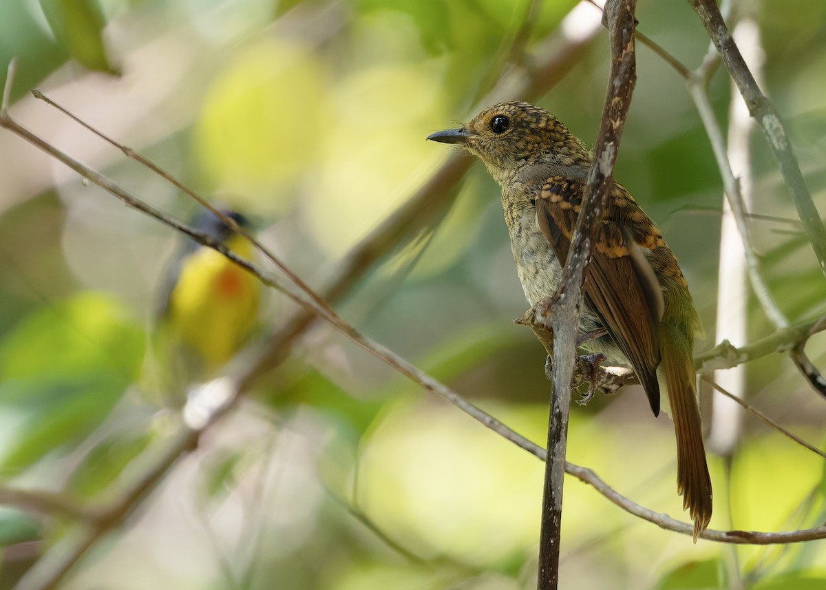Pale Blue Flycatcher (Hartert's) - ML645205575