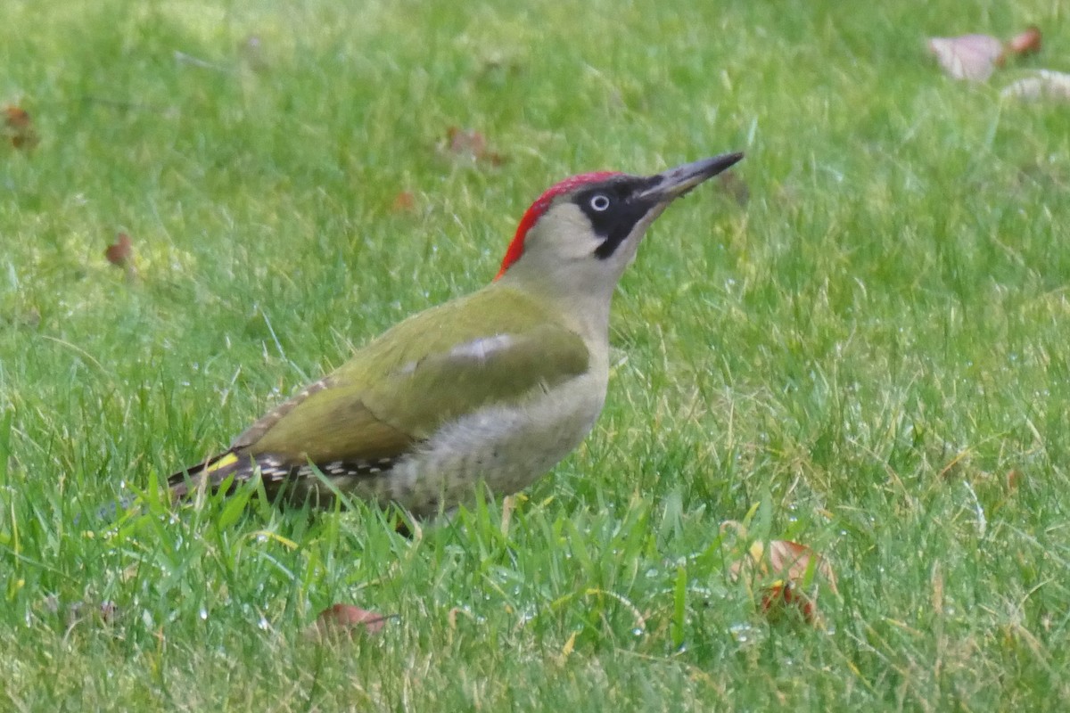 Eurasian Green Woodpecker - ML645205576