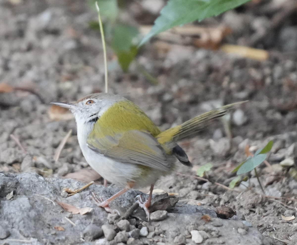 Common Tailorbird - ML645205579