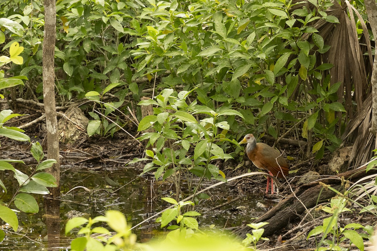 Russet-naped Wood-Rail - ML645205581