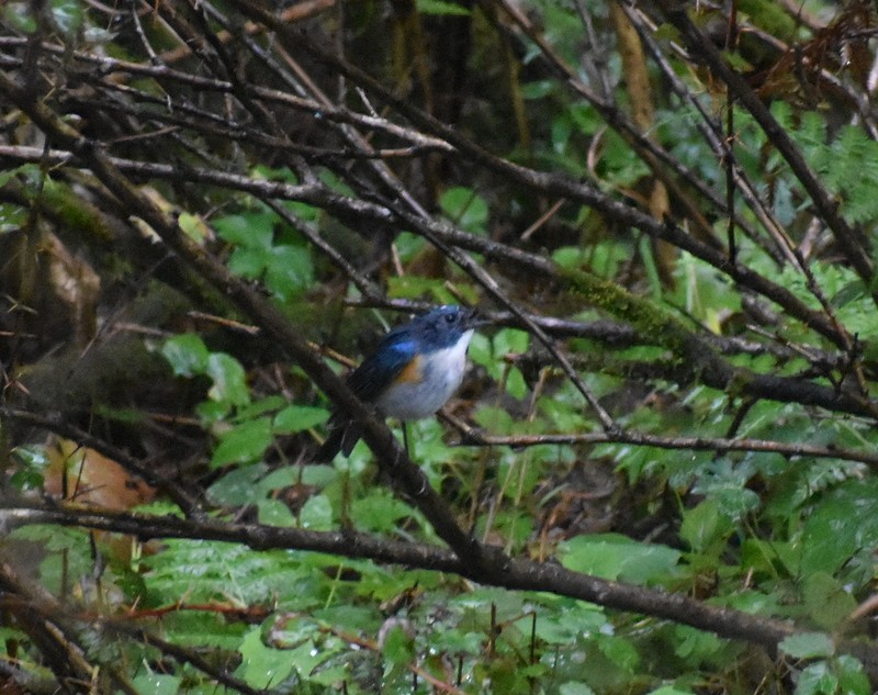 Himalayan Bluetail - ML645205582