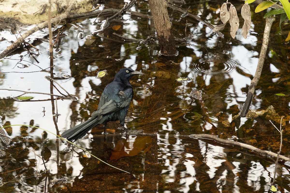 Great-tailed Grackle - ML645205588