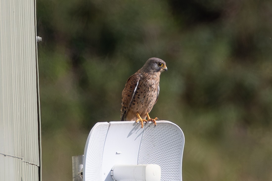 Eurasian Kestrel - ML645205604