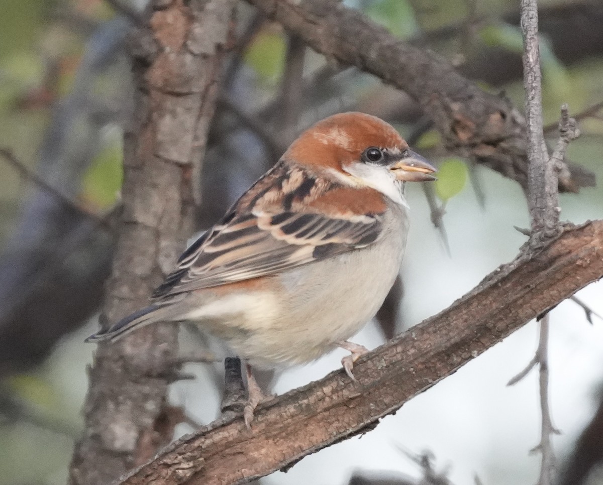 Russet Sparrow - ML645205605