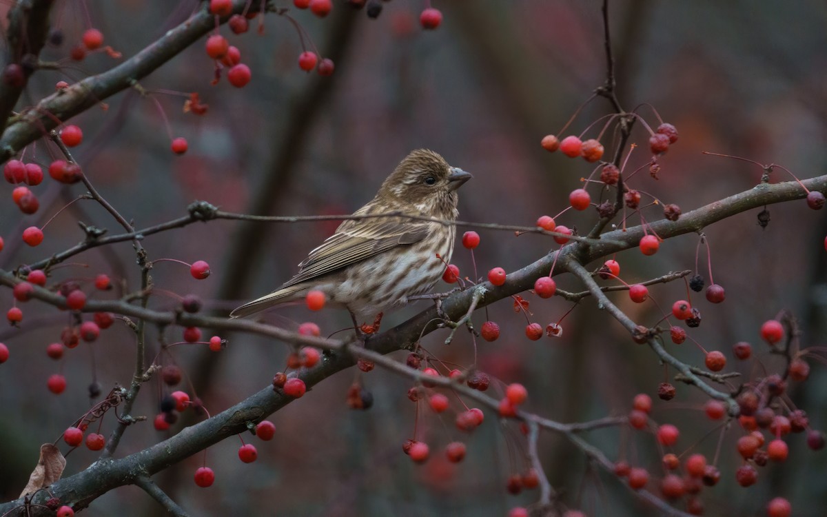 Purple Finch (Eastern) - ML645205607