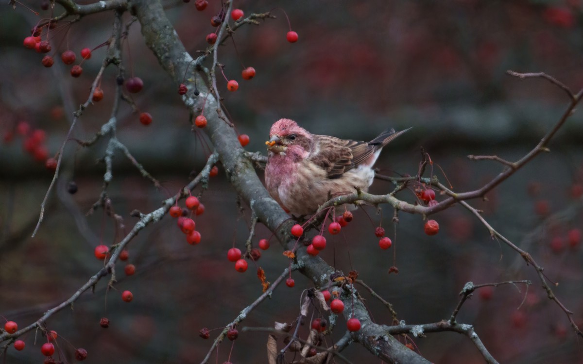 Purple Finch (Eastern) - ML645205608