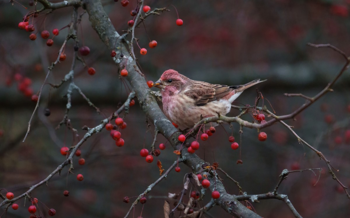 Purple Finch (Eastern) - ML645205609