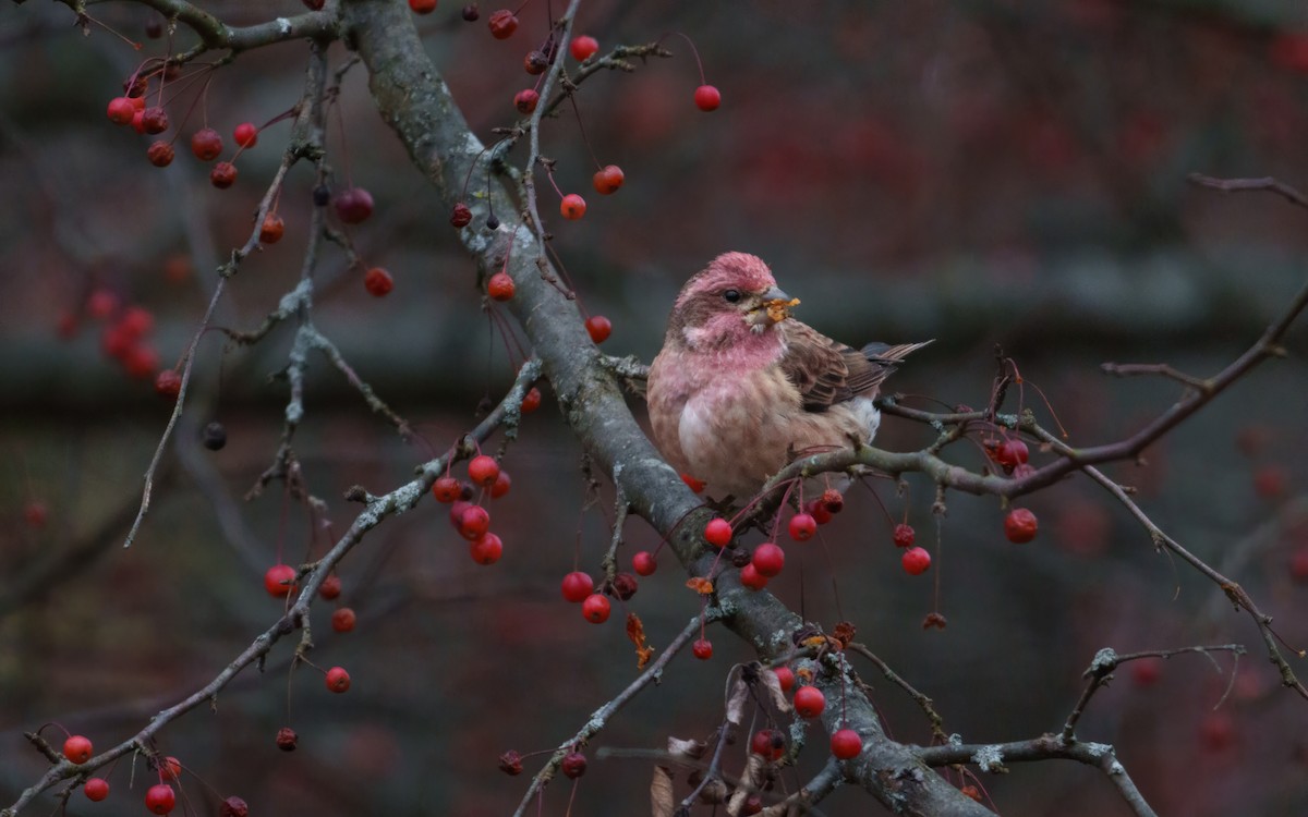 Purple Finch (Eastern) - ML645205610