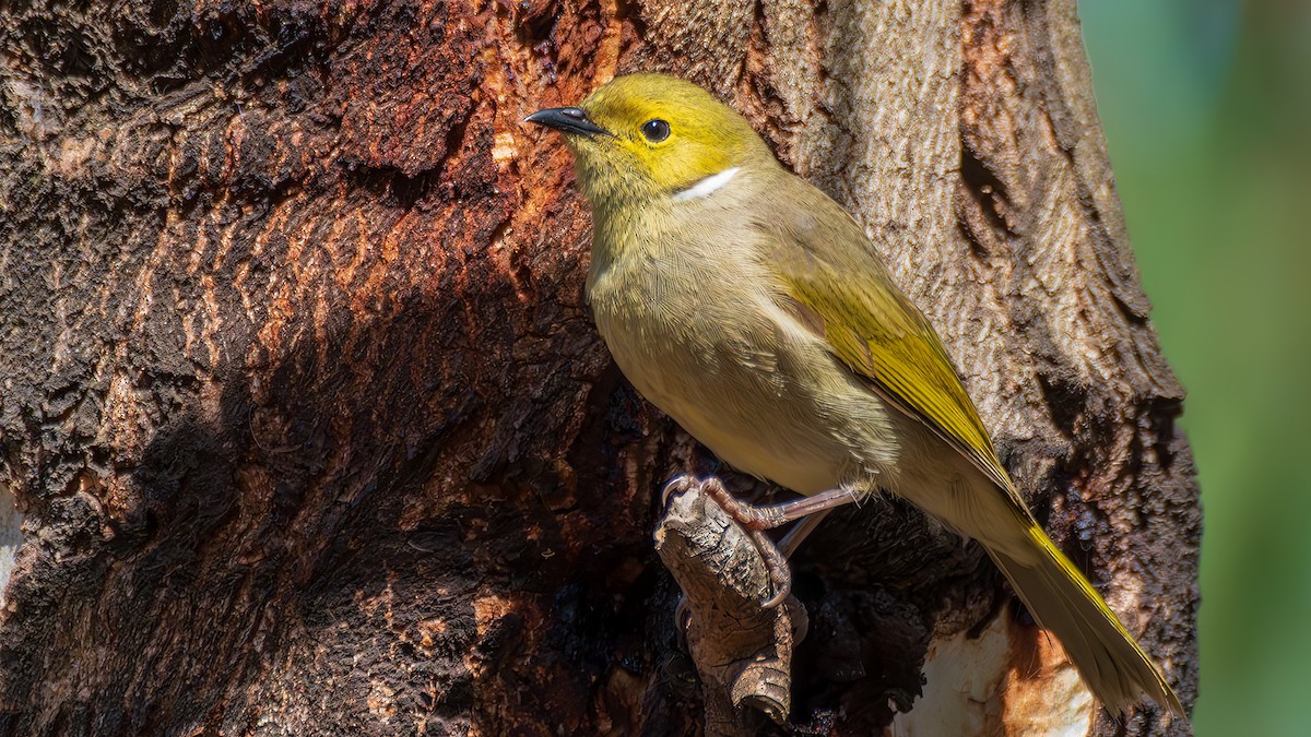 hvitsmykkehonningeter - ML645205614