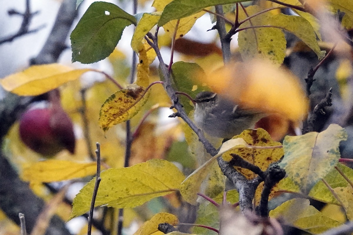 Yellow-browed Warbler - ML645205681