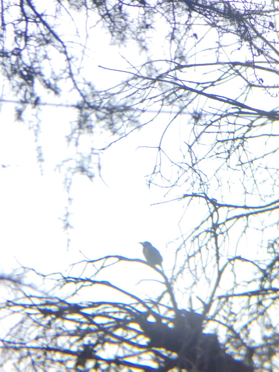 Great Barbet - ML645205688