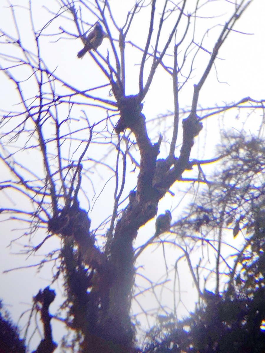 Great Barbet - ML645205689