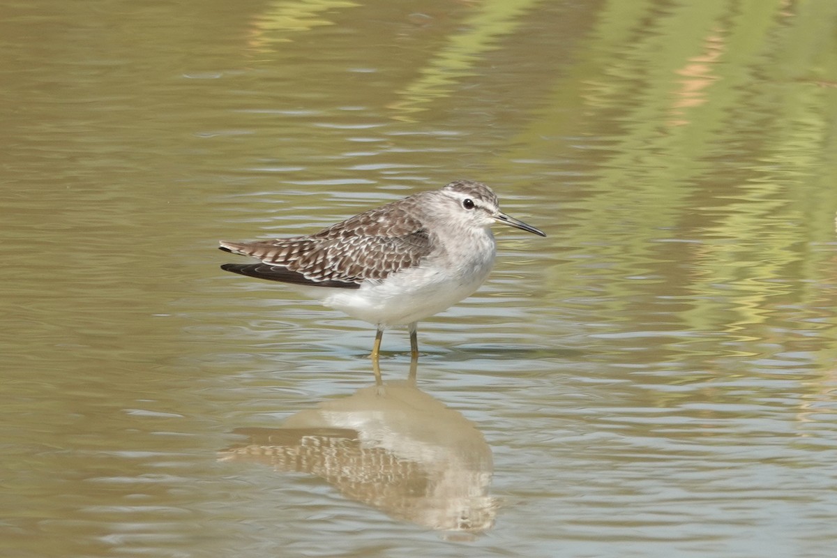 vodouš bahenní - ML645205698