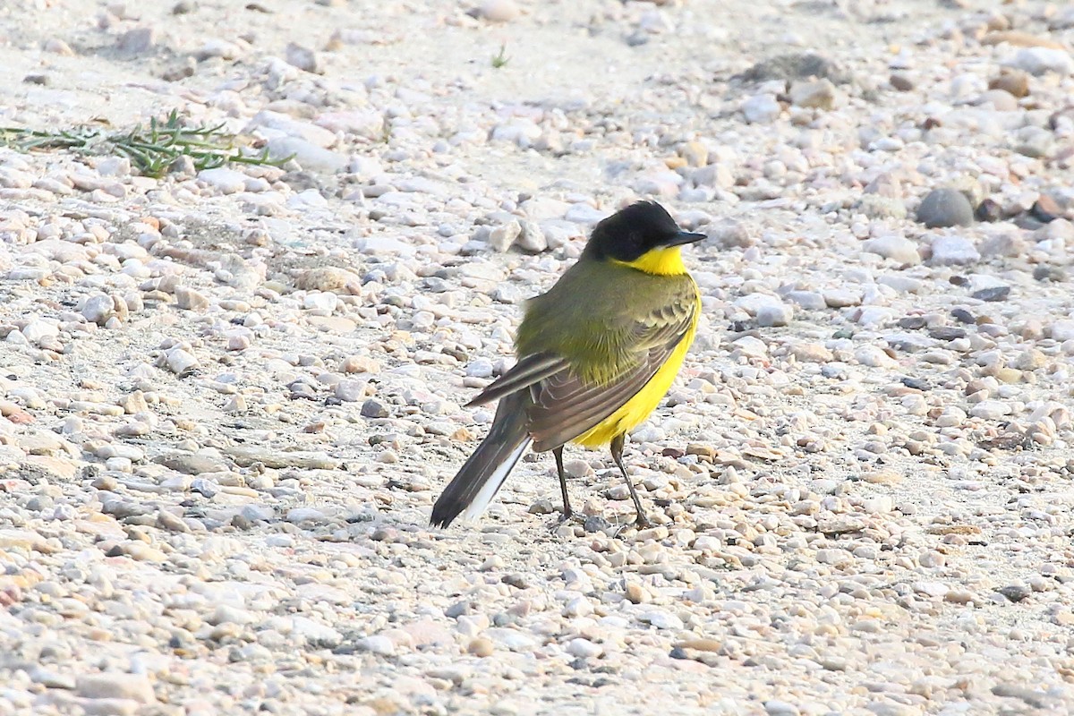 Western Yellow Wagtail (feldegg) - ML645205703