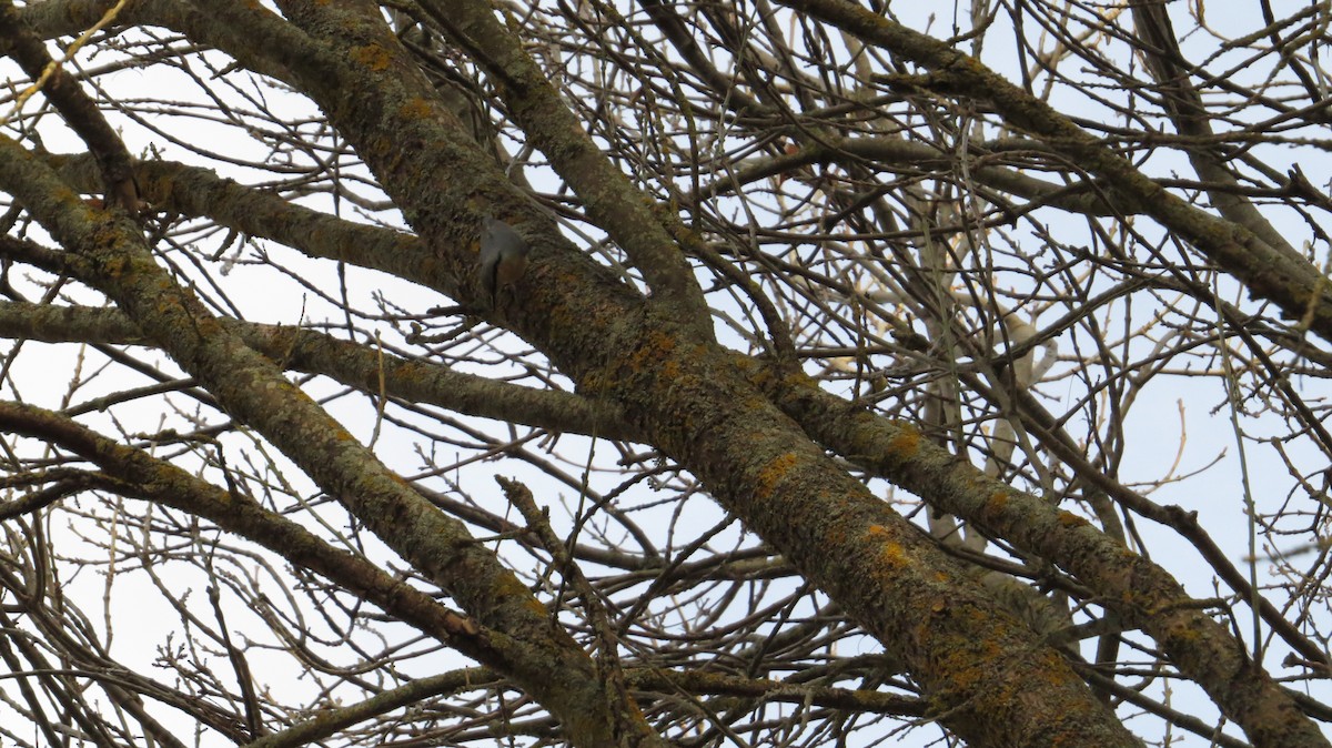 סיטה אירופית - ML645205727