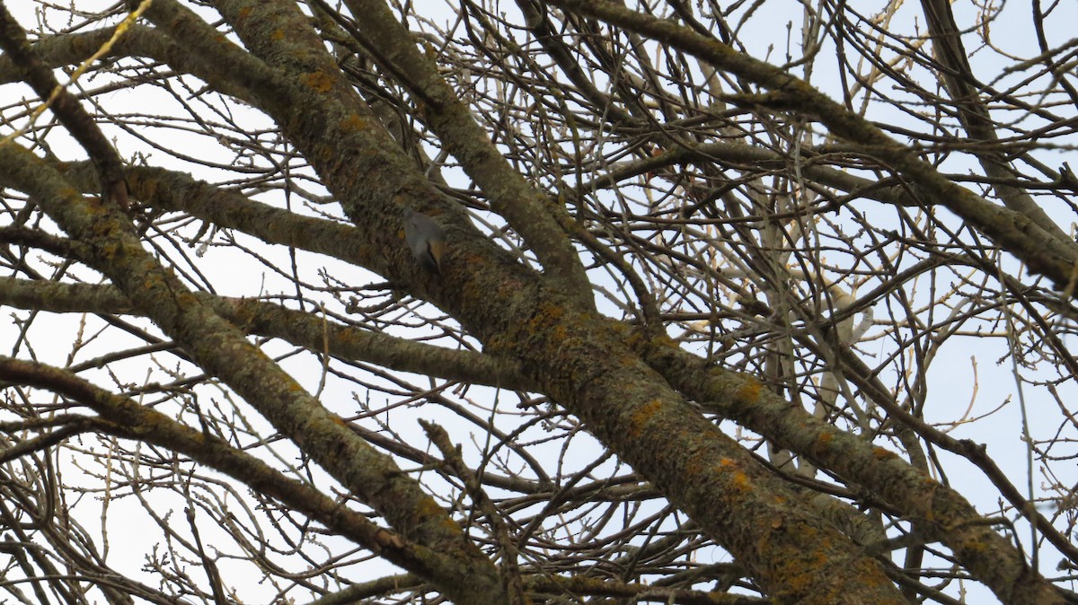 סיטה אירופית - ML645205728