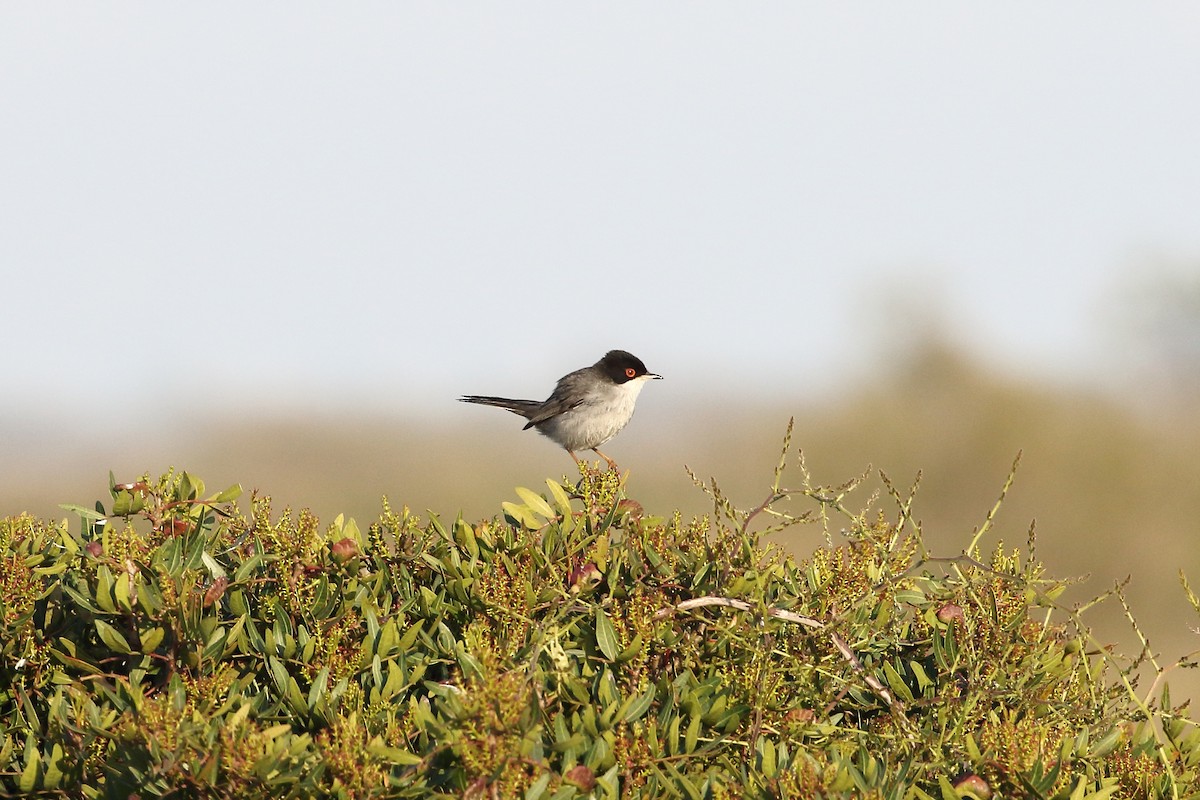 Sardinian Warbler - ML645205745