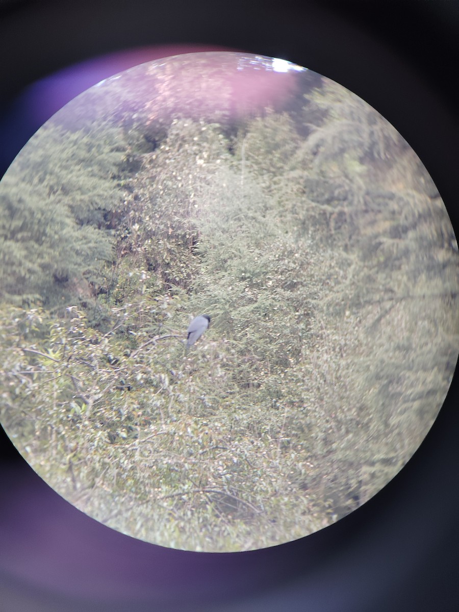 Large-billed Crow - ML645205746