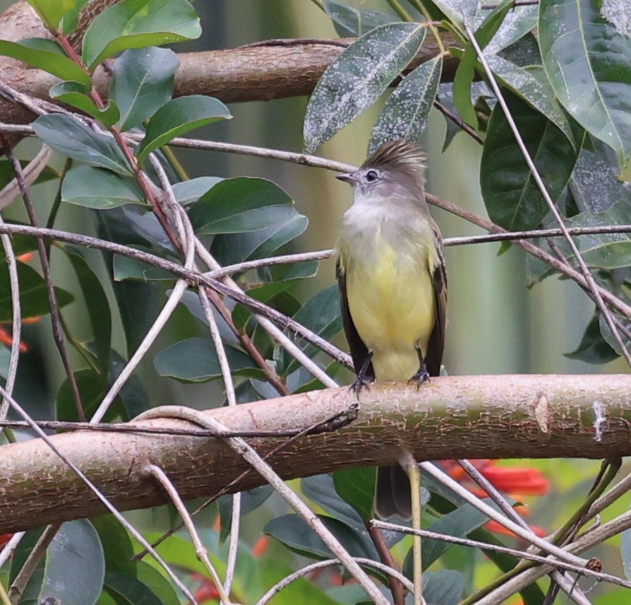 Желтобрюхая эления - ML645205759