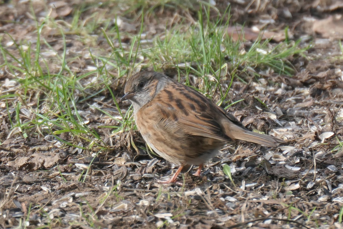 Accenteur mouchet - ML645205760