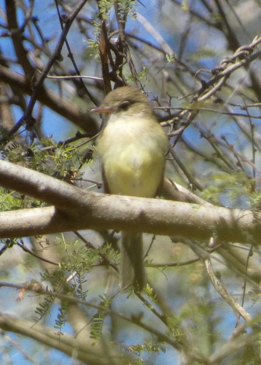 Least Flycatcher - ML645205761