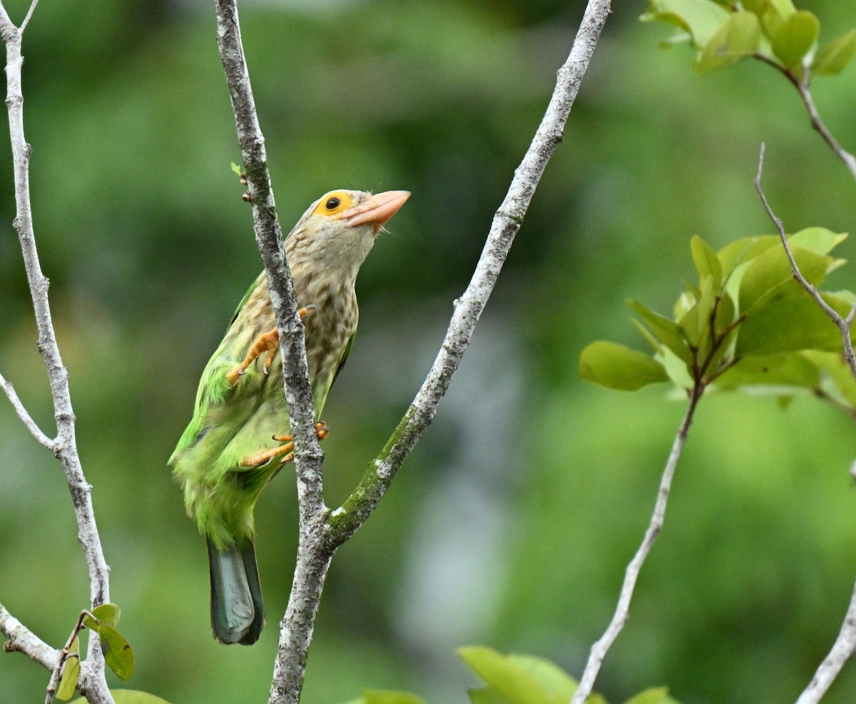 Lineated Barbet - ML645205763