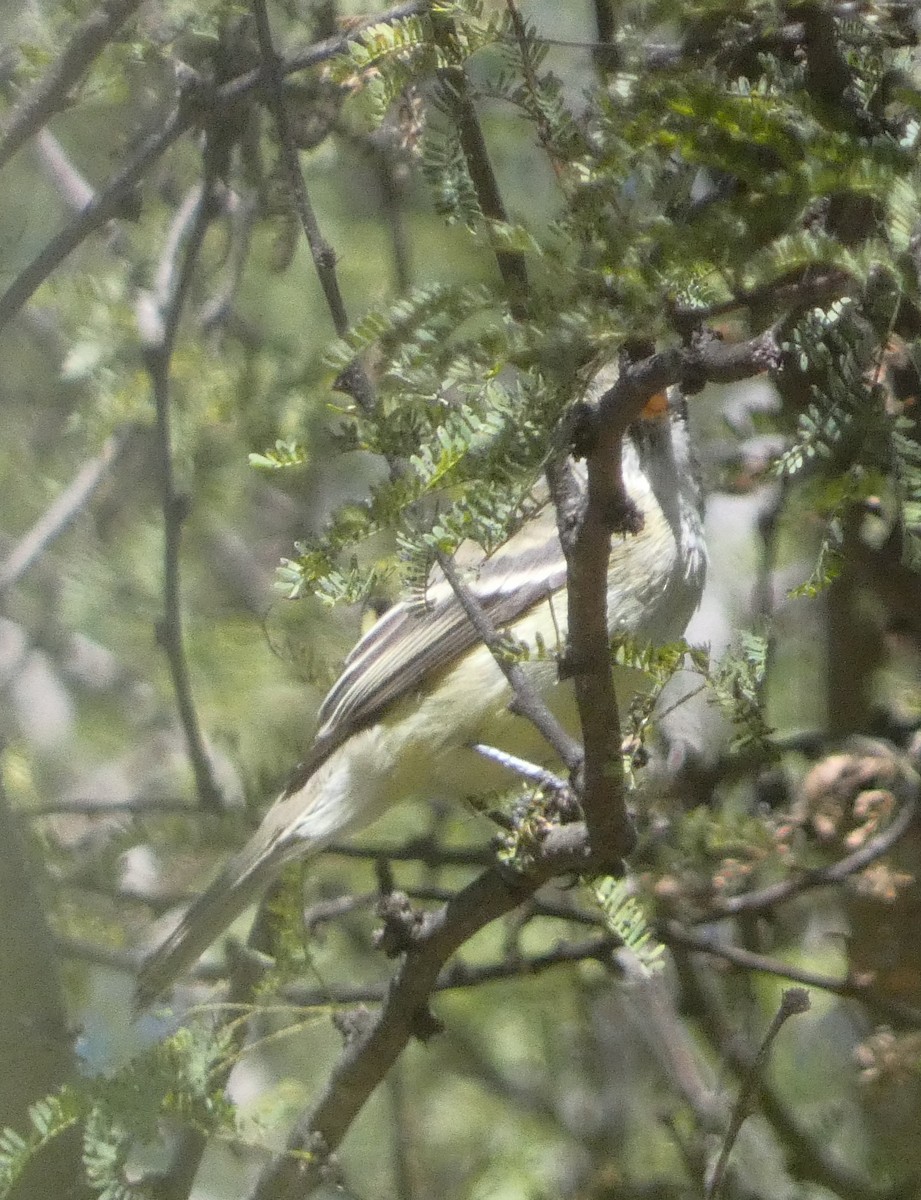 Least Flycatcher - ML645205765